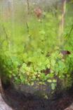 BOSQUES AUTOSUSTENTABLES DE