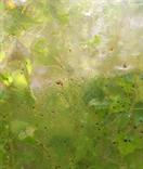 Daniel pavon cuellar imagenes living walls 2014 df