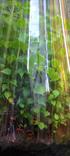Daniel pavon cuellar miniature forest ecospheres qwsdcv
